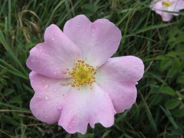 Fotografia da espécie Rosa gallica