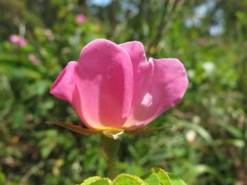 Fotografia da espécie Rosa gallica