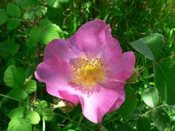 Fotografia da espécie Rosa gallica