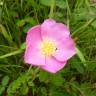 Fotografia 13 da espécie Rosa gallica do Jardim Botânico UTAD