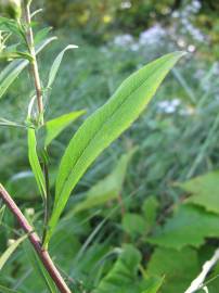 Fotografia da espécie Aster lanceolatus