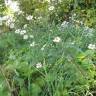 Fotografia 12 da espécie Aster lanceolatus do Jardim Botânico UTAD