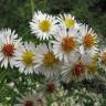 Fotografia 13 da espécie Aster lanceolatus do Jardim Botânico UTAD