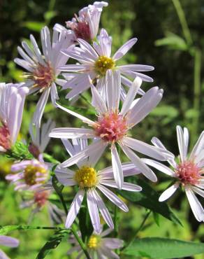 Fotografia 1 da espécie Aster lanceolatus no Jardim Botânico UTAD