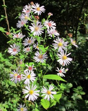 Fotografia 15 da espécie Aster lanceolatus no Jardim Botânico UTAD