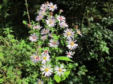 Fotografia da espécie Aster lanceolatus