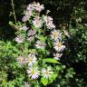 Fotografia 15 da espécie Aster lanceolatus do Jardim Botânico UTAD