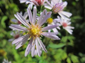 Fotografia da espécie Aster lanceolatus