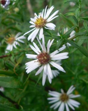 Fotografia 17 da espécie Aster lanceolatus no Jardim Botânico UTAD