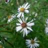 Fotografia 17 da espécie Aster lanceolatus do Jardim Botânico UTAD