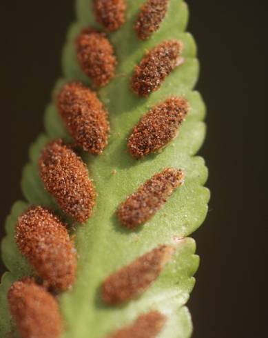 Fotografia de capa Asplenium sulcatum - do Jardim Botânico