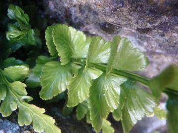 Fotografia da espécie Asplenium sulcatum