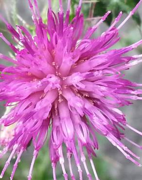 Fotografia 10 da espécie Cirsium palustre no Jardim Botânico UTAD