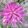 Fotografia 10 da espécie Cirsium palustre do Jardim Botânico UTAD