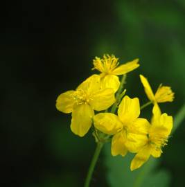 Fotografia da espécie Chelidonium majus