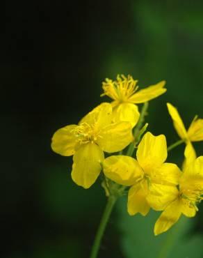 Fotografia 13 da espécie Chelidonium majus no Jardim Botânico UTAD