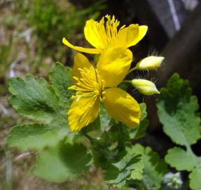 Fotografia da espécie Chelidonium majus