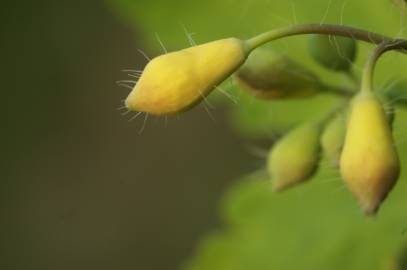 Fotografia da espécie Chelidonium majus