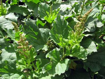 Fotografia da espécie Chenopodium bonus-henricus