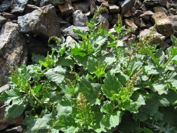 Fotografia da espécie Chenopodium bonus-henricus