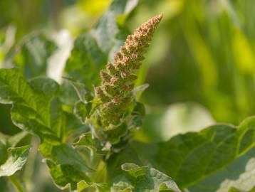 Fotografia da espécie Chenopodium bonus-henricus