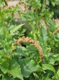 Fotografia da espécie Chenopodium bonus-henricus