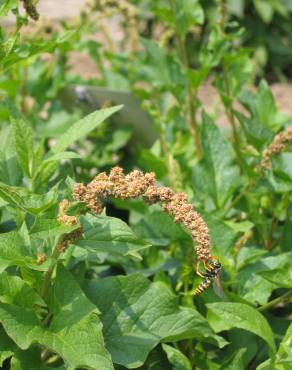 Fotografia 12 da espécie Chenopodium bonus-henricus no Jardim Botânico UTAD