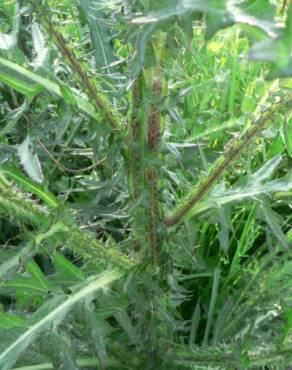 Fotografia 11 da espécie Cirsium palustre no Jardim Botânico UTAD