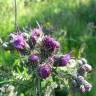 Fotografia 12 da espécie Cirsium palustre do Jardim Botânico UTAD