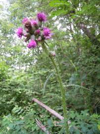 Fotografia da espécie Cirsium palustre