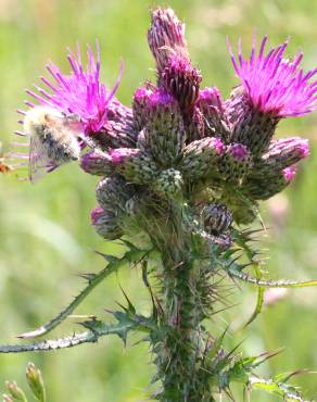 Fotografia 1 da espécie Cirsium palustre no Jardim Botânico UTAD