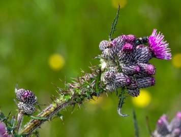 Fotografia da espécie Cirsium palustre