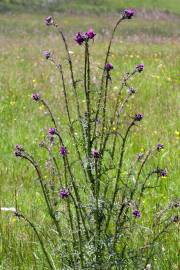 Fotografia da espécie Cirsium palustre