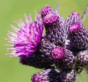 Fotografia da espécie Cirsium palustre