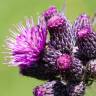 Fotografia 18 da espécie Cirsium palustre do Jardim Botânico UTAD