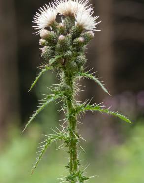 Fotografia 19 da espécie Cirsium palustre no Jardim Botânico UTAD