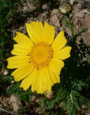 Fotografia 18 da espécie Glebionis coronaria no Jardim Botânico UTAD