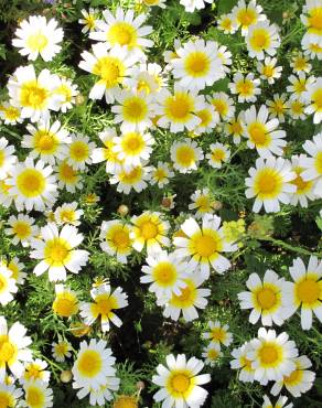Fotografia 1 da espécie Glebionis coronaria no Jardim Botânico UTAD