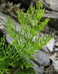 Cryptogramma crispa