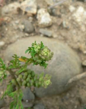 Fotografia 10 da espécie Lepidium didymum no Jardim Botânico UTAD