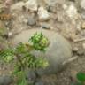 Fotografia 10 da espécie Lepidium didymum do Jardim Botânico UTAD