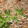 Fotografia 1 da espécie Lepidium didymum do Jardim Botânico UTAD