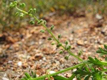 Fotografia da espécie Lepidium didymum