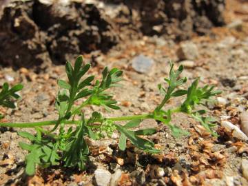 Fotografia da espécie Lepidium didymum