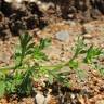 Fotografia 13 da espécie Lepidium didymum do Jardim Botânico UTAD