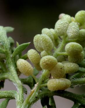 Fotografia 16 da espécie Lepidium didymum no Jardim Botânico UTAD