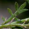 Fotografia 17 da espécie Lepidium didymum do Jardim Botânico UTAD