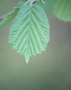 Fotografia 12 da espécie Corylus avellana no Jardim Botânico UTAD