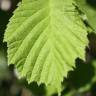 Fotografia 14 da espécie Corylus avellana do Jardim Botânico UTAD