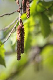 Fotografia da espécie Corylus avellana